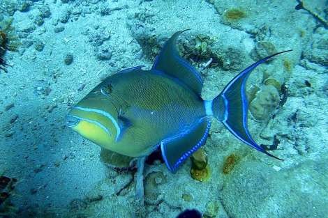 Review img # 5 of the yacht KELEA